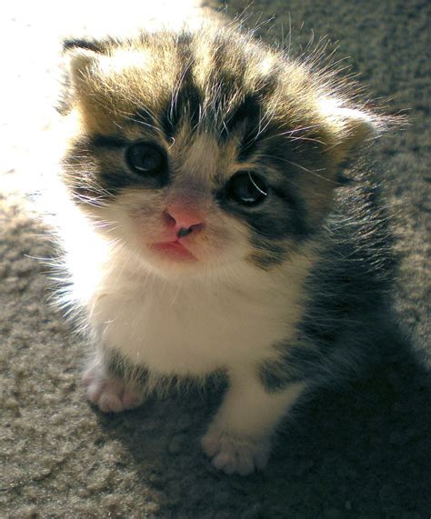 cute pic of cat|cutest cat pictures ever.